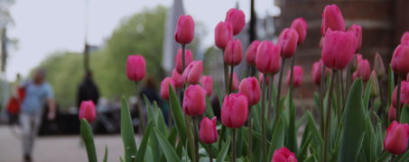 Woningwaarde verhogen met een tuin