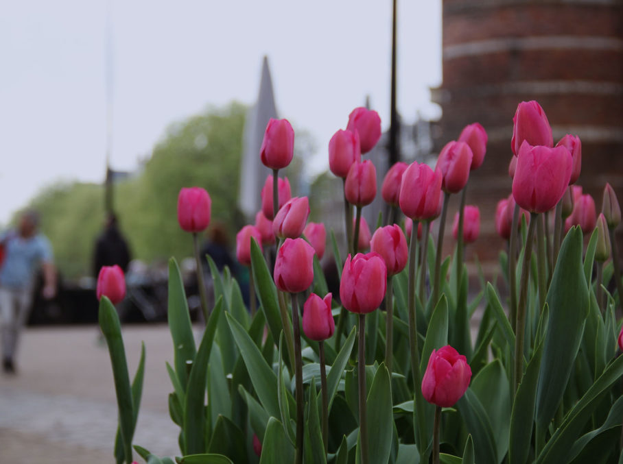 Woningwaarde verhogen met een tuin