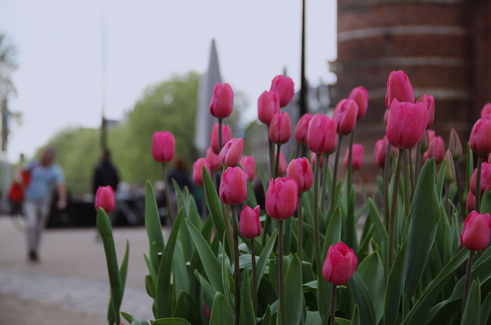 Woningwaarde verhogen met een tuin