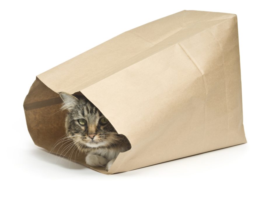 Koop geen kat in de zak! Zie deze zaken niet over het hoofd voordat je gaat bieden.