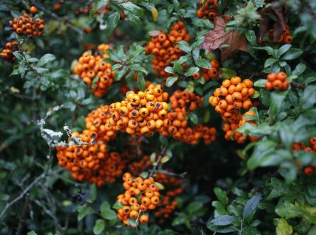 Herfst in de tuin, genieten van rust, kleur en warmte in je buitenruimte