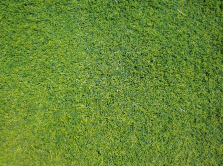 Graszoden voor een instant groen gazon