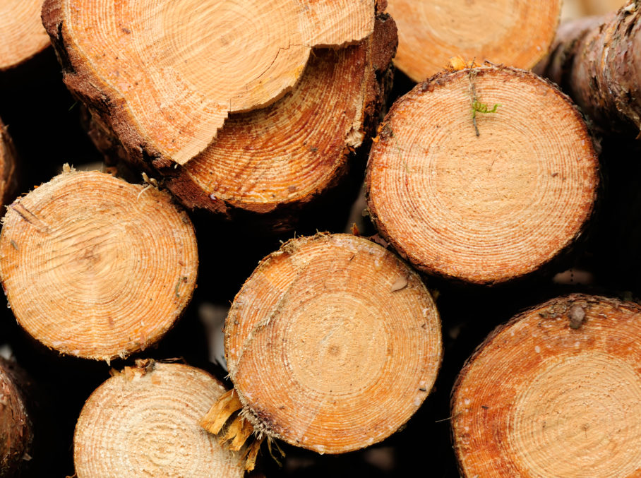 Unieke woning uitgelicht: Uit het goede hout gesneden