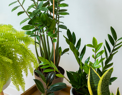 Kamerplanten: de ultieme sfeermakers voor elk interieur